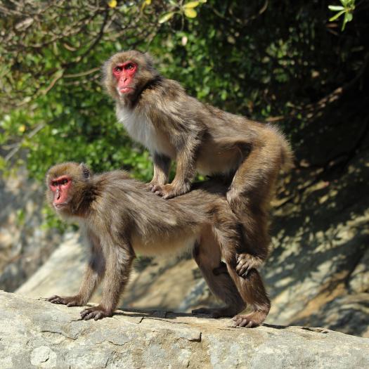 macaque_japonais_garcia_3.jpg