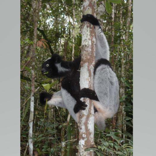 indri2.jpg