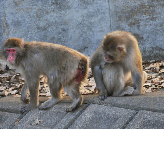 inspection_macaque_japonais.png