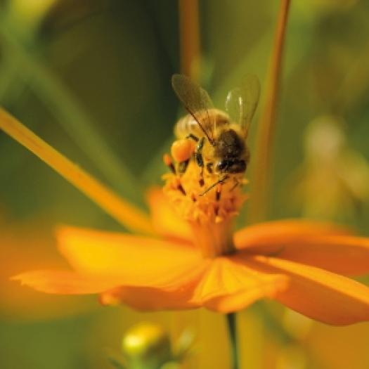 bandeau-abeille-rachel-bracco-mnhn.jpg