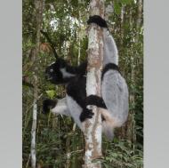 indri2.jpg