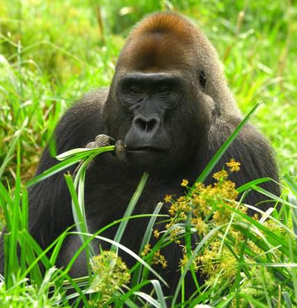 effet_de_la_saison_sur_la_sante_des_grands_singes.jpg
