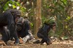 seminaire_de_primatologie_-_jane_namukobe.jpg