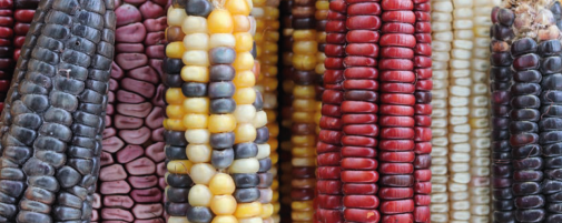La diversidad en el campo - Pauline Rameau