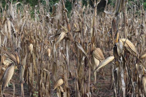 Milpa seca - Pauline Rameau
