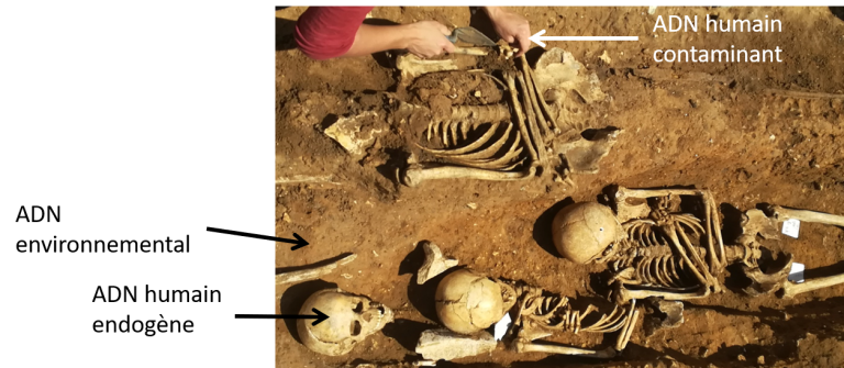 ADN ancien et contaminations sur le terrain (site des Mastraits)